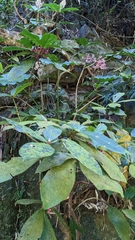 Medinilla formosana