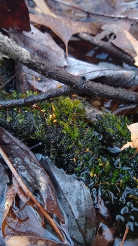Drepanocladus polygamus