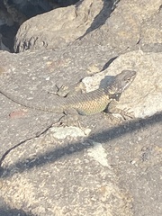 Sceloporus mucronatus