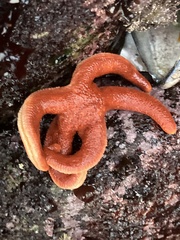 Henricia
