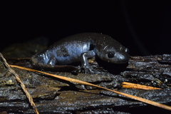 Ambystoma talpoideum