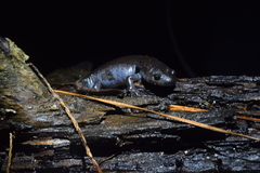 Ambystoma talpoideum