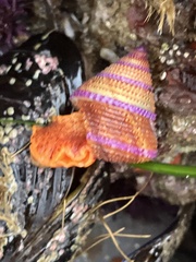 Calliostoma annulatum