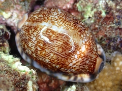 Mauritia arabica