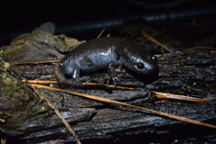 Ambystoma talpoideum