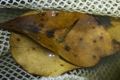 Ambystoma talpoideum