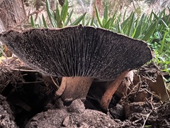 Agaricus moronii