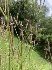 Verbena litoralis