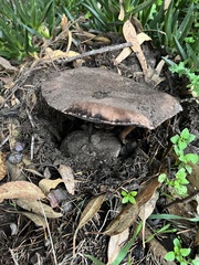 Agaricus moronii