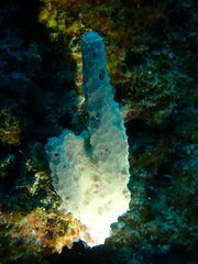 Dysideidae