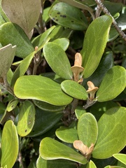 Brachyglottis bidwillii