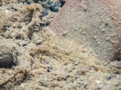 Etheostoma flabellare