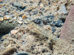 Etheostoma flabellare