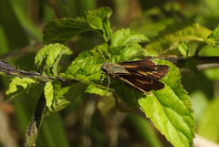 Parnara amalia