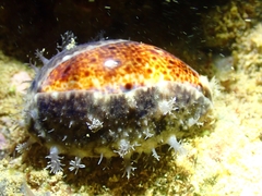 Lyncina lynx