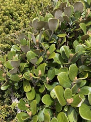 Brachyglottis bidwillii