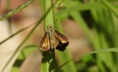 Parnara amalia