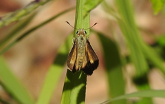 Parnara amalia