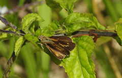 Parnara amalia
