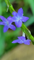 Stachytarpheta