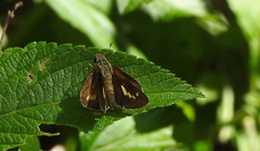 Parnara amalia