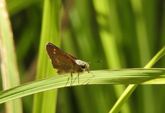 Parnara amalia