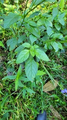 Stachytarpheta