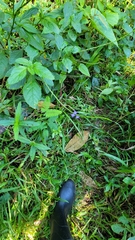 Stachytarpheta
