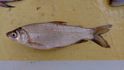 Boulenger's curimata (Pseudocurimata boulengeri) — Curimatidae — 2
