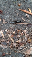 Xantholinus longiventris