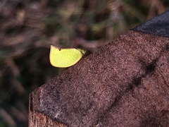 Salurnis marginella