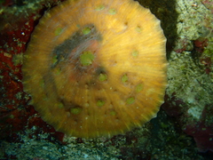 Mycedium elephantotus