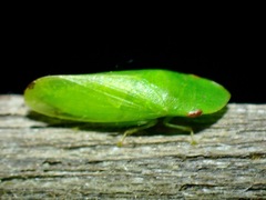 Krisnini