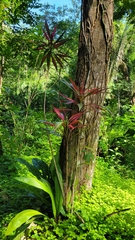 Cordyline