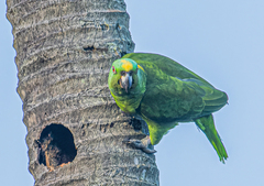 Amazona auropalliata