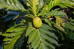 Artocarpus