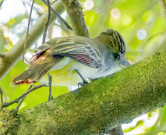 Myiarchus tyrannulus