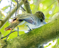Myiarchus tyrannulus