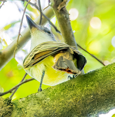 Myiarchus tyrannulus