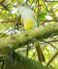Myiarchus tyrannulus