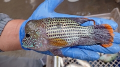 Andinoacara rivulatus