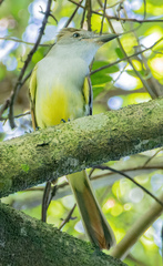 Myiarchus tyrannulus