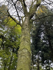 Acer pseudoplatanus