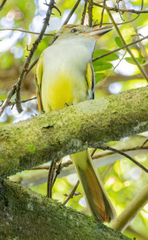 Myiarchus tyrannulus