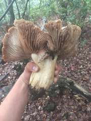 Entoloma ferruginans