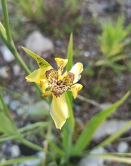 Trimezia martinicensis
