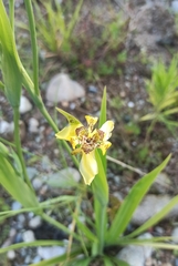 Trimezia martinicensis