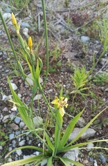Trimezia martinicensis