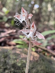 Anoectochilus
