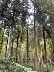 Abies alba